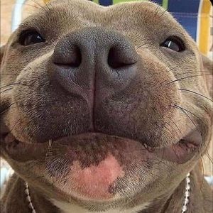 Meet your Posher, Austen